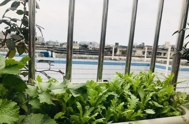 菜招蜜虫有什么方法,果菜园小吃加盟