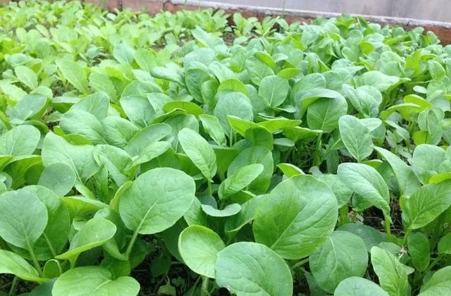 菜招蜜虫有什么方法,果菜园小吃加盟