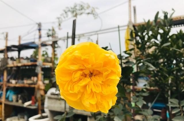 菜招蜜虫有什么方法,果菜园小吃加盟