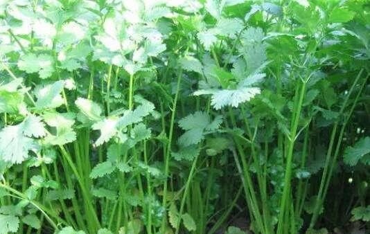 菜招蜜虫有什么方法,果菜园小吃加盟