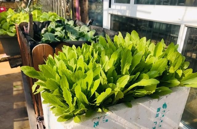 菜招蜜虫有什么方法,果菜园小吃加盟