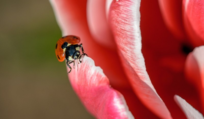花生长虫子怎么处理_花长虫除虫方法