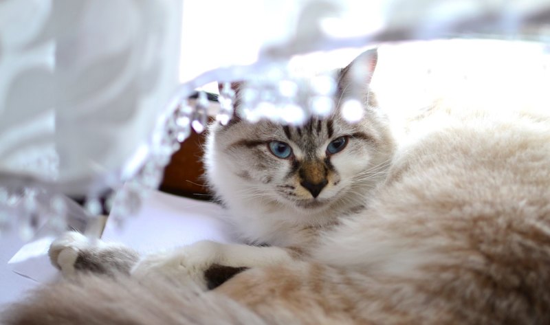 被猫抓破皮要紧吗 猫抓伤了怎么办