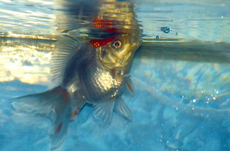 鱼生病后鱼缸消毒的方法 鱼生病怎么办