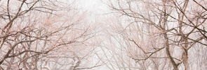 关爱女励志故事，雪冰如何加盟
