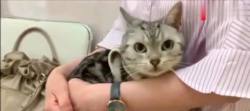 猫咪连续几天拉稀，猫咪一直拉稀怎么办_一直腹泻怎么办