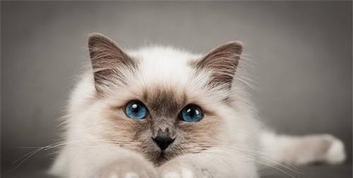 猫咪连续几天拉稀，猫咪一直拉稀怎么办_一直腹泻怎么办