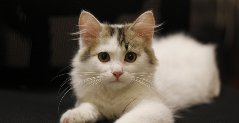 原神壶中家如何养猫_原神那个猫的任务是每天都有吗