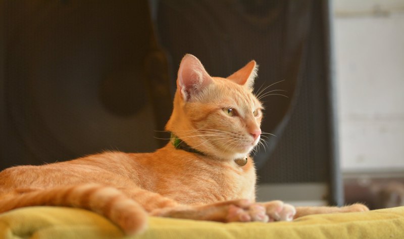猛虎别在当道卧的霸气句子 搞笑句子虎