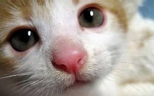 猫流鼻涕应该怎么办_猫老流鼻涕吃什么药，猫咪流鼻涕吃什么药好