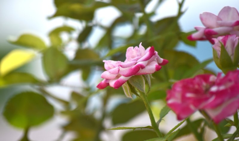 看桃花发朋友圈唯美句子，桃花的唯美句子爱情
