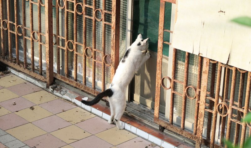 猫咪年龄不大 身上的包却很大 幼猫身上长包是怎么了 身上长包怎么办