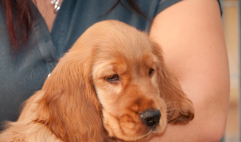 泰迪呕吐吃什么药_泰迪犬吐了怎么办 能喂什么