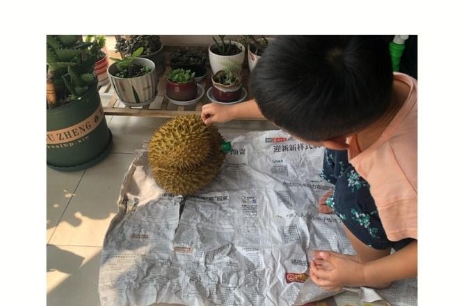 买回来榴莲是生的怎么办,生榴莲怎么办