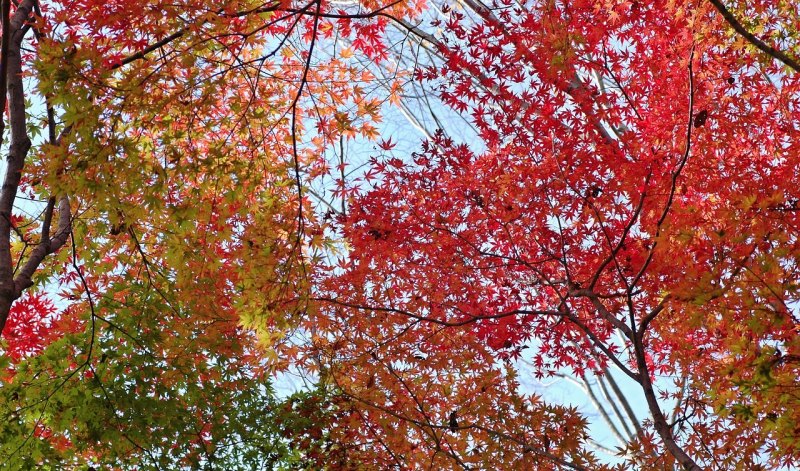 赞美红叶的唯美简短句子_秋天红叶唯美句子
