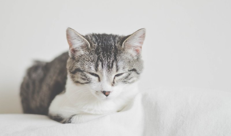 作文小猫喜欢人的表现句子_关于猫的唯美句子有哪些