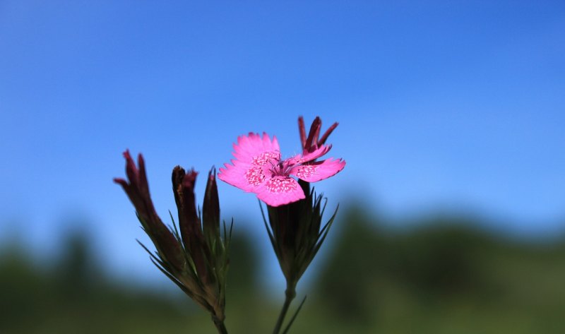 如何仿照花牛歌写诗句_仿写句子 写人物的外貌和神态