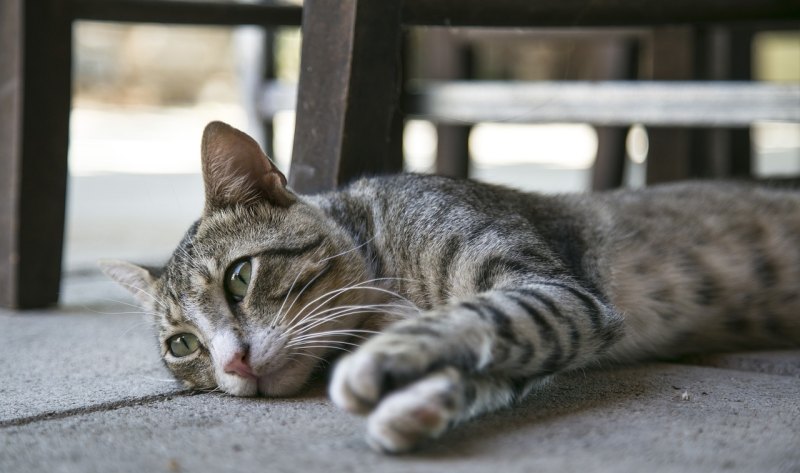 猫咪丢了有什么办法可以找回来_猫跑丢了怎么办