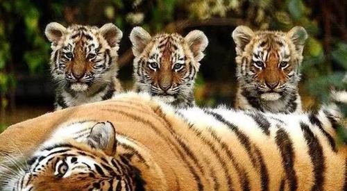 我国对老虎的保护政策有哪些 保护老虎英语作文