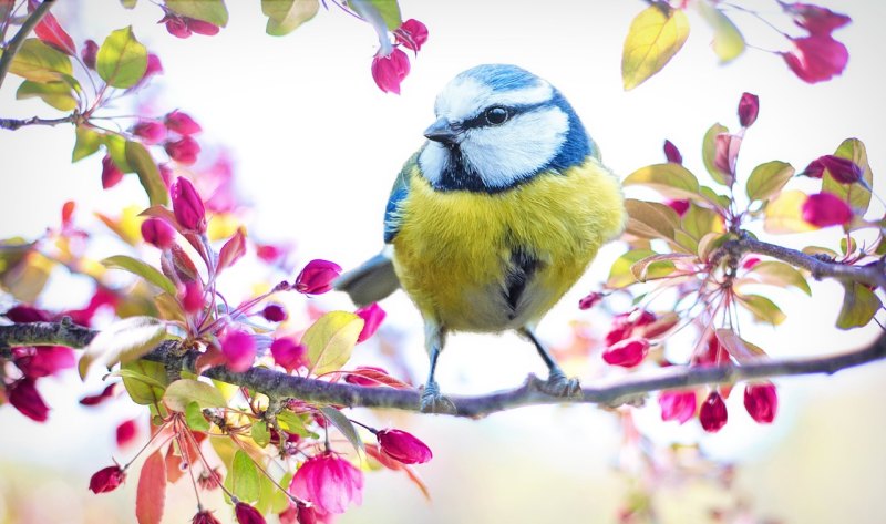 小鸟在春天长大仿照句子 小鸟喜欢春天仿写句子