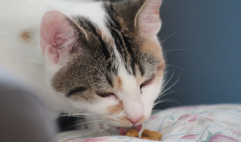 母猪不吃食怎么办 母猪不吃食怎么办