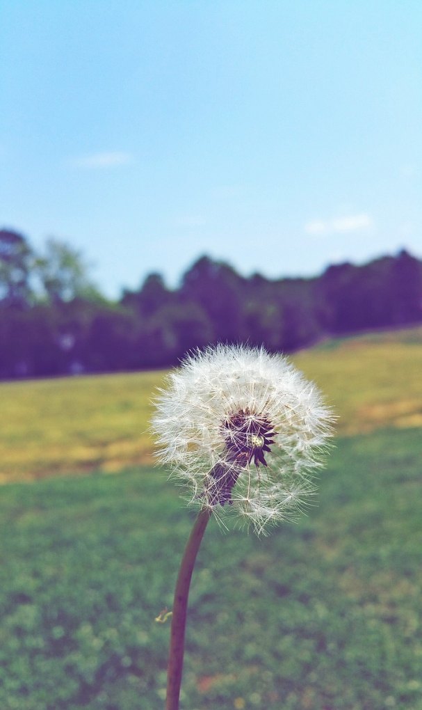 静心语录正能量短句子,花开时的句子正能量