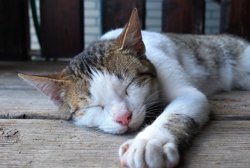 猫咪怀孕了……怎么办_猫咪怀孕需要注意什么
