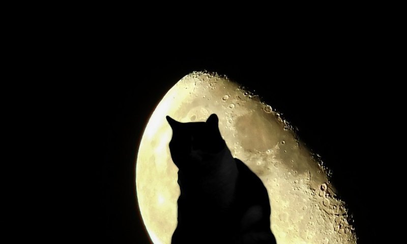 原神怎么改变白天夜晚,原神深夜猫攻略