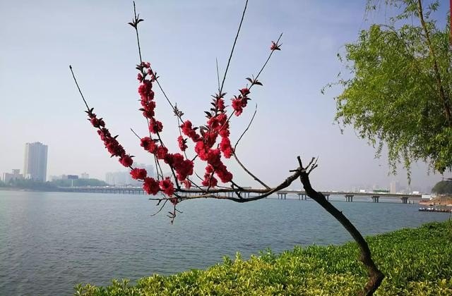 河南南阳这个城市怎么样，晋中烧鸡品牌加盟