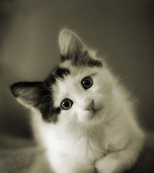 猫癣怎么办_猫咪得了猫癣怎么办