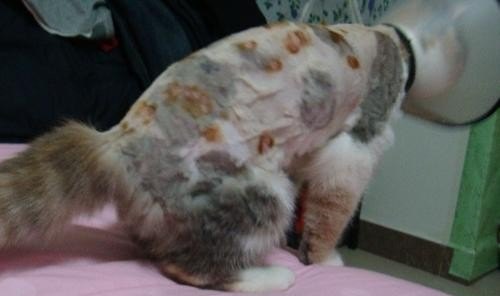 猫癣怎么办_猫咪得了猫癣怎么办