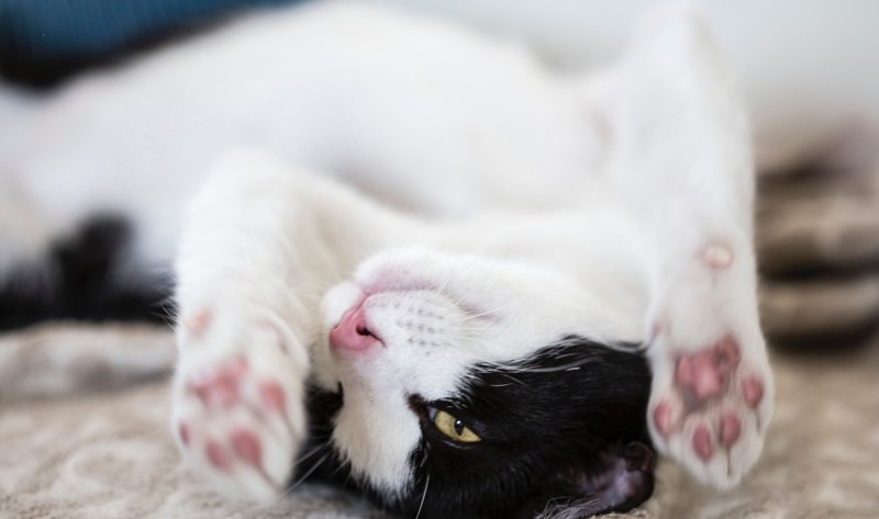 猫咪额头上的毛秃了怎么办,额头秃怎么办