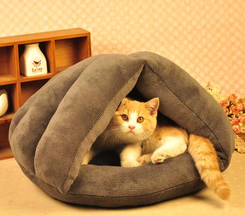 猫咪总在晚上叫该怎么办,猫晚上叫怎么办