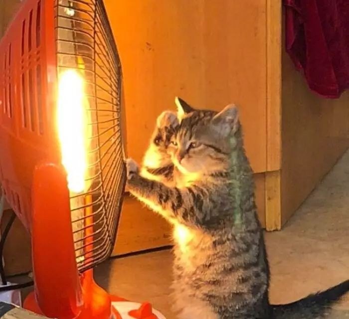 猫咪总在晚上叫该怎么办,猫晚上叫怎么办