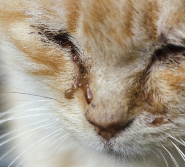 猫的眼睛流眼泪怎样办 猫流眼泪怎么办