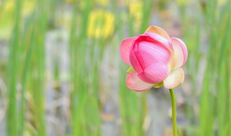花开始枯萎了怎么办,花枯萎了怎么办