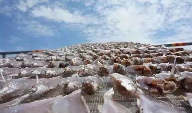 惠州满汉全席的108道菜，惠州鲍鱼的历史故事
