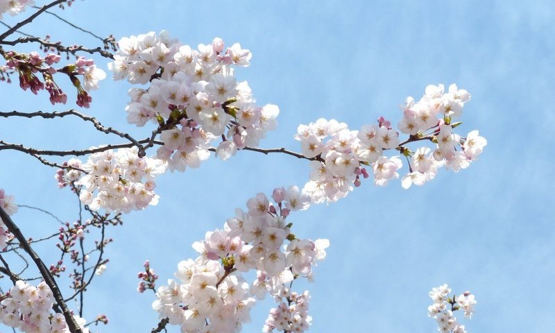 原神樱花大祓怎么过，原神日本玩家攻略