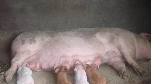 猪肉有尿味，这是为什么，西宁卖肉加盟店排行榜