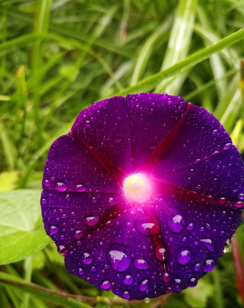 雨滴落在花瓣上形容悲伤的句子,描写雨后花朵的伤感句子