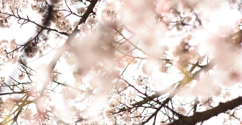 雅诗兰黛樱花微精华和原生液区别_为什么雅诗兰黛原生液比樱花贵