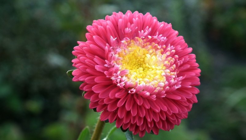 看菊展发朋友圈的句子，形容喜欢鲜花的心情的句子