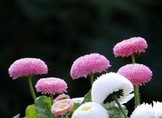 栖花里是正规产品吗_寻梦鲜花公司怎么样