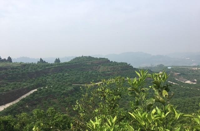 如何将果园打造成高品质观光，采摘生态园_在农田保护区果园搞旅游开发合法吗