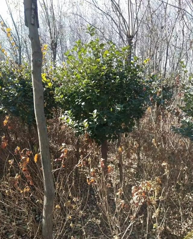如何将果园打造成高品质观光，采摘生态园_在农田保护区果园搞旅游开发合法吗
