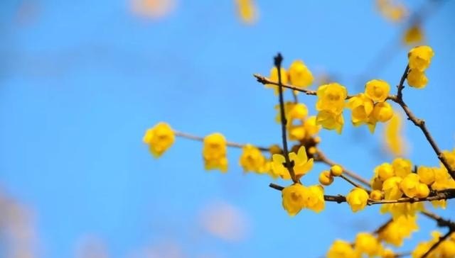 如何将果园打造成高品质观光，采摘生态园_在农田保护区果园搞旅游开发合法吗
