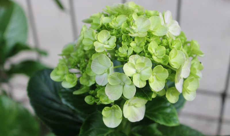 木槿花西月锦绣，下一句是什么,描写木槿花的唯美句子