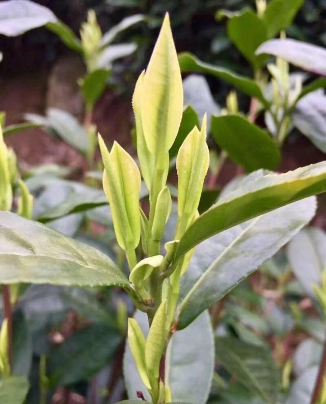 探茶什么意思,五茶人奶茶店加盟
