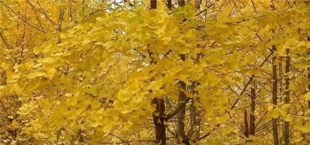 关于云彩的传说_秋天选择哪个城市旅游最好