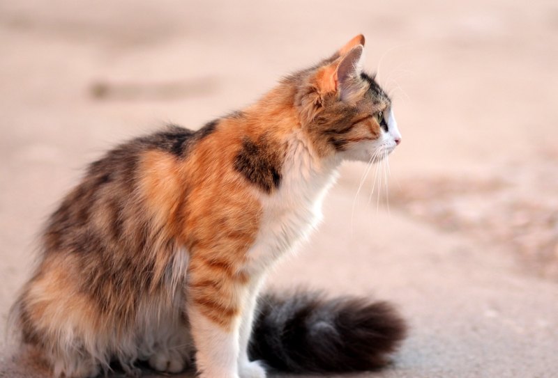 小猫吃多了拉稀怎么办 奶猫拉稀怎么办